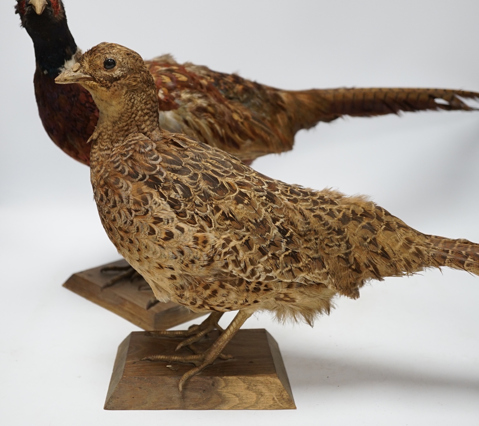 Taxidermy - two pheasants, separately mounted, largest 65cm long. Condition - poor